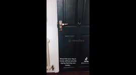 Dog hilariously karate kicks bathroom door open, doesn't understand personal space