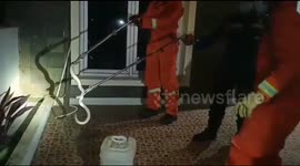 Indonesian firefighters remove deadly cobra hiding in garden