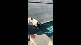 water-loving puppy