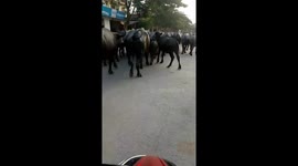Hundreds of buffaloes spill out onto the streets of Vietnam, Make vehicle and passersby must stay away