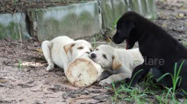 Cute puppies enjoying coconut ice cream.