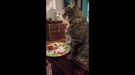 I'm a good kitty! I will wait till your done. Then I'm snagging it!