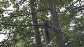 Gray squirrel casually hanging out on tree branch.