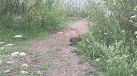 Cute bunny hopping away on path among plants.