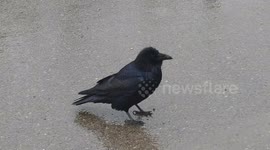Wet raven standing on ground in rain.