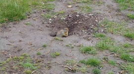 Cute prairie dog squeaking and escaping into burrow.