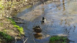 Pair of happy ducks washing and grooming in muddy puddle.