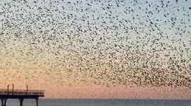Thousands of starlings murmurate at sunset in Aberystwyth, West Wales, UK