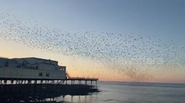 Starling murmuration twists and turns with stunning sunset backdrop in UK