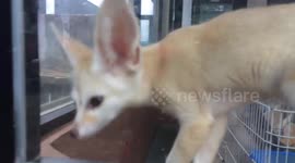 FENNEC FOX NOW IN INDONESIA