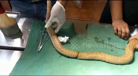 Deadly cobra injured by bird snare gets help in eastern India