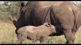 White Rhino calf suckling from its mother