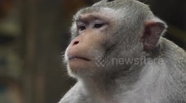Hundreds of monkeys live in a temple on a mountain in Vietnam
