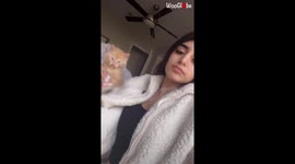 Cat Leans Backward to Dodge Owner's Kiss