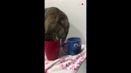 Cat Gets her Head Stuck in a Mug of Milk
