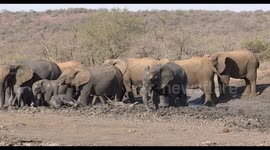 Large herd of Elephants playing around at a mud wallow