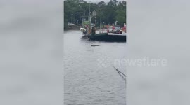 Enormous saltwater crocodile shocks locals after it climbs ferry cable