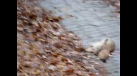 Hungry brave stoat takes on rabbit five times its size