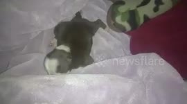 Six-legged puppy born at vet’s clinic in Oklahoma