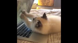 'My heart melted': Kitten's adorable reaction when photo of his mum pops up on laptop
