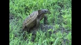 Tortoise's mating in the African bush