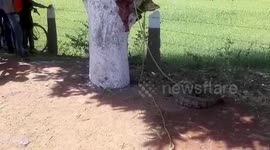 Panic ensues among locals upon spotting crocodile amid road in central India