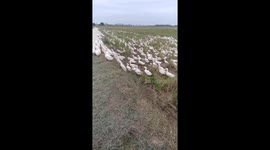 The man guides thousands of ducks in the rice fields back to the farm