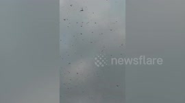 Swarms of locusts fill the sky in Saudi Arabia