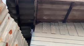 Large python caught on roof of abandoned house