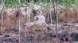 Heartbreaking moment baby elephant protects its injured mother by charging at vets