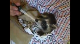 rescued raccoon so hungry attacks feeder