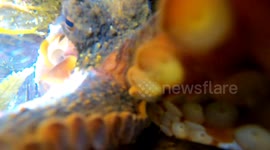 Sneaky New Zealand octopus steals GoPro to take SELFIE