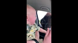 Infant boy absolutely terrified by buffalo close encounter
