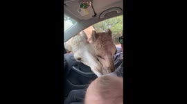 Camels can't contain uncontrollable appetite during drive-thru safari, baby boys revel in scene