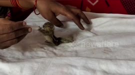 Baby squirrel rescued from toilet gets happy new life with carer in south India