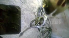 Vietnamese man finds dozens of snakes slithering around in his kitchen