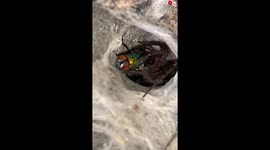 Intense footage shows housefly struggling to set itself free from grips of spider