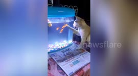 Hilarious moment a cat is seen trying to catch the fish via the glass of an aquarium in southern India.