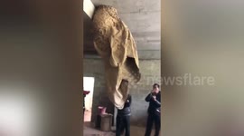 Giant wasp nest almost 2 metres long found in abandoned workshop in southern China
