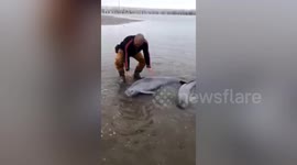 Villagers rescue finless porpoises stranded on beach in southern China