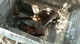 Baby cow rescued after getting stuck in drainage hole