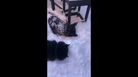 Huskies are so excited by US winter weather they begin faceplanting into snow