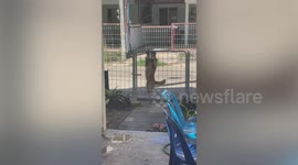 Dog climbs up neighbour’s fence ‘like a ninja’