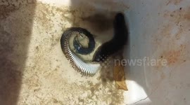 Bizarre centipede-like river creature found in Thailand