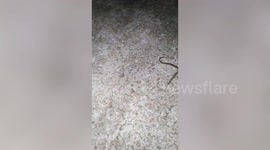 Bizarre sea creature crawls along a street in the Philippines
