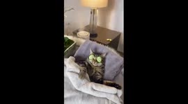 Wife comes home to find husband and CAT enjoying relaxing 'spaw' day