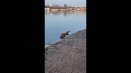 Seal spotted lounging in the sun by Hammersmith Bridge in London