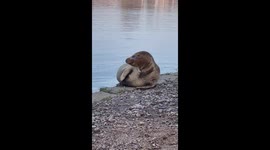 Seal by the Thames