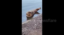 River Thames seal that delighted Londoners has been put down after dog attack