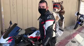 Biker Dog! Out on a Ride in San Diego